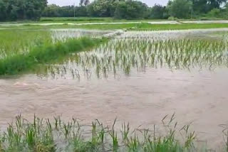 submerged crop fields due to heavy rain in mulkanoor warangal rural district