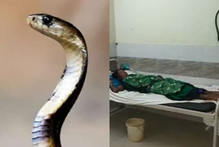 poisonous-snake-bites-woman