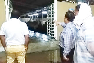 Cows died in Mahashaleshwar temple cowshed