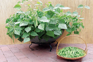 trips-for-grown-those-vegetables-in-pots-of-home