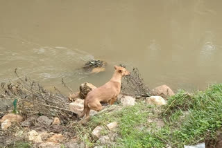 Pet dog in Kerala helps trace child's body after landslide