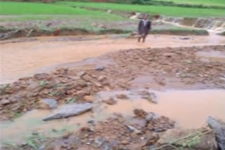 heavy rains in vizag agency crop loss