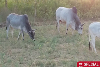 stray cattle problem in Balrampur