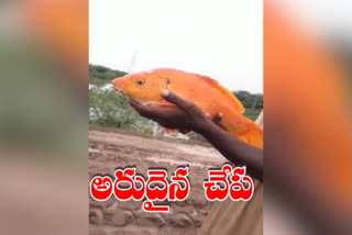 fishermen caught gold fish in peddapalli district