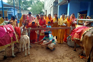 महिलाओं ने गाय और बछड़े की पूजा,Women worship cow and calf