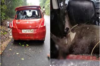 Illegal cow Trafficking as Exposed to a Car Accident