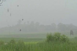 Heavy rain in balrampur