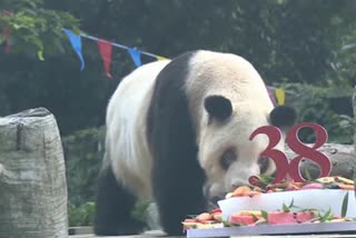 China-Oldest Panda Birthday