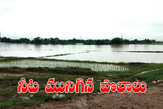 crops at manuguru are filled with water due to rains