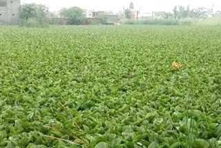 poor condition of lake at Meer Vihar in delhi