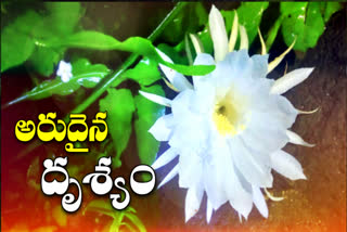 Brahma lotus  at warangal district