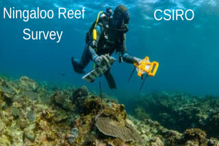 CSIRO Ningaloo Outlook overview ,Whale Shark research at Ningaloo reef