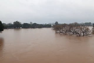 Hevay Rain Kollapur District of MH