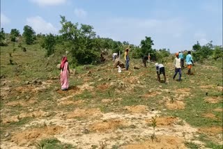 forest department planted 15 lakh plant in palamu