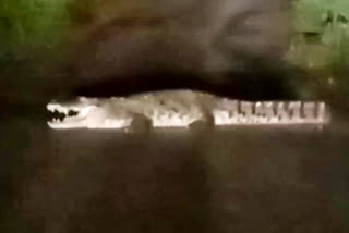 Crocodile on middle road, Crocodile on middle road in Suryapet, Suryapet crocodile, Suryapet crocodile news, ರಸ್ತೆ ಮಧ್ಯೆದಲ್ಲಿ ಮೊಸಳೆ, ಸೂರ್ಯಪೇಟನಲ್ಲಿ ರಸ್ತೆ ಮಧ್ಯೆದಲ್ಲಿ ಮೊಸಳೆ, ಸೂರ್ಯಪೇಟ ಮೊ ಸಳೆ, ಸೂರ್ಯಪೇಟ ಮೊಸಳೆ ಸುದ್ದಿ,