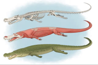 study-on-deinosuchus-and-size-of-teeth