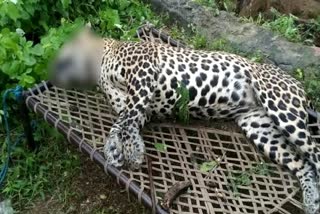 Leopard fell into the well