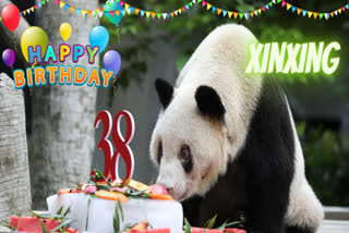 World's oldest captive giant panda, panda celebrated 38th birthday