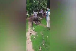 Buffalo sacrifice chittorgarh