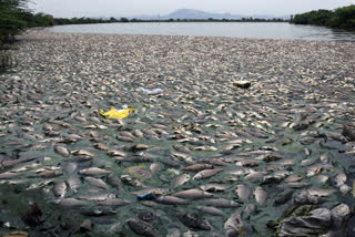 huge fish have died in venkatpuram lake in renigunta at chittor district