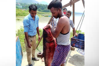Gobind Sagar reservoir bilaspur fish