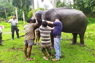 kaziranga-national-park-elephant-story