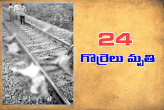 24 sheep died due to train hit in vijayanagaram district