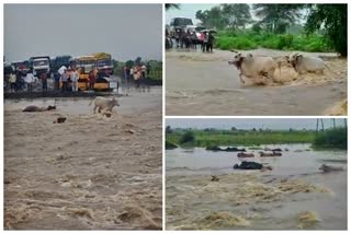 flood in kinwat taluka due to heavy rain nanded