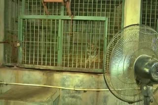 Air cooling system applied for animals in Assam State Zoo cum Botanical Garden