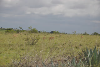 deers destroying crops at madakasira