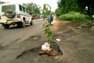Social workers planted plants in pits of Indore-Ichhapur highway