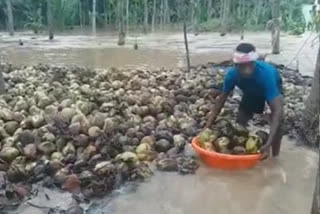 cocounts farmers problems facing in floods