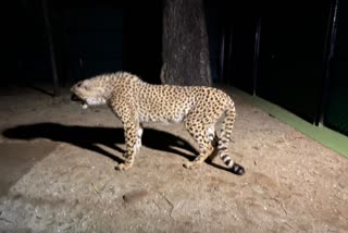 The African Cheetah came to Mysore