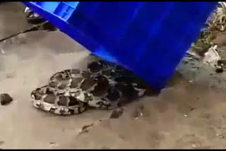 The python was found in Mangalore