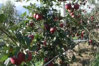 Scab disease in apple on  Kullu