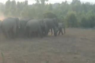 Elephant attack ricing in part of kolar district