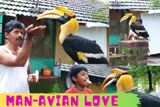 Man-Avian bond: Hornbill visits Karnataka man's house thrice everyday