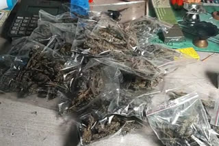 narcotics department seize 140 kg of cannabis in ranchi