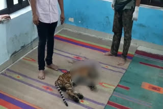 Ailing tiger cub dies during treatment in Mukundra Hills