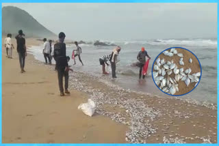 fishes came to sea shore at visakhapatnam