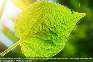 Converting solar energy to hydrogen fuel, photosynthesis