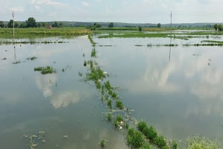 Unknown people cut the canal, hundreds of bigha crops collapsed