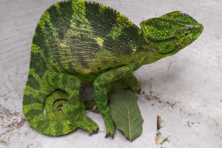 rare-species-lizard-found-in-kendrapara