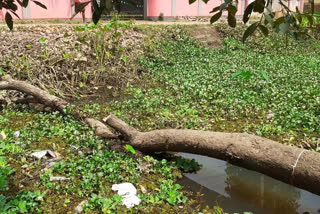 പോളയും പായലും കെട്ടിനിന്ന് നീരൊഴുക്ക് നിലച്ച് കൊമ്പങ്കേരി തോട്‌  latest pathanamthitta