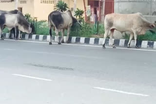 Cows are damaging plants on dividers on the Industrial Area Metro Station Road in Mundka