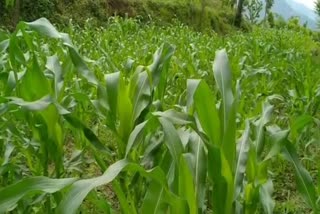 maize crop  spoiled due to Sundi in solan