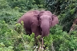 Wild elephant found in critical condition in Palakkad forest region