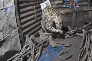 Video of leopardess gives birth to 4 cubs inside hut in Nashik wows people