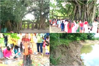 Asias second largest tree