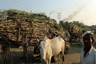 Sugarcane